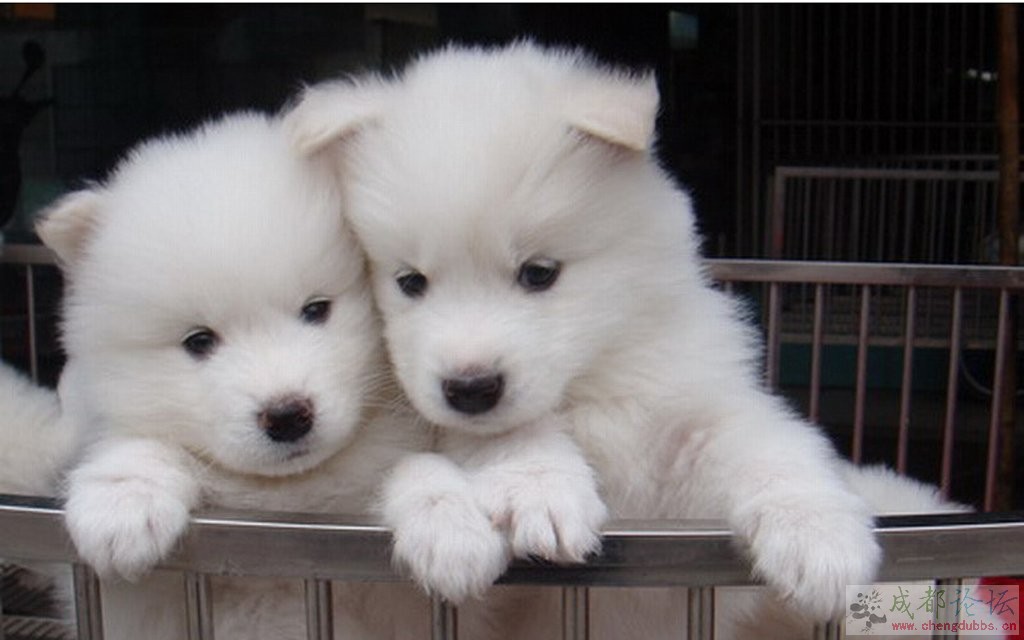 two-cute-samoyed.jpg